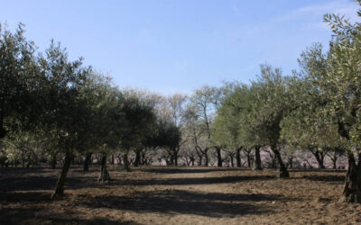 La Junta inicia en Córdoba un proyecto de agricultura inteligente de olivar y almendro