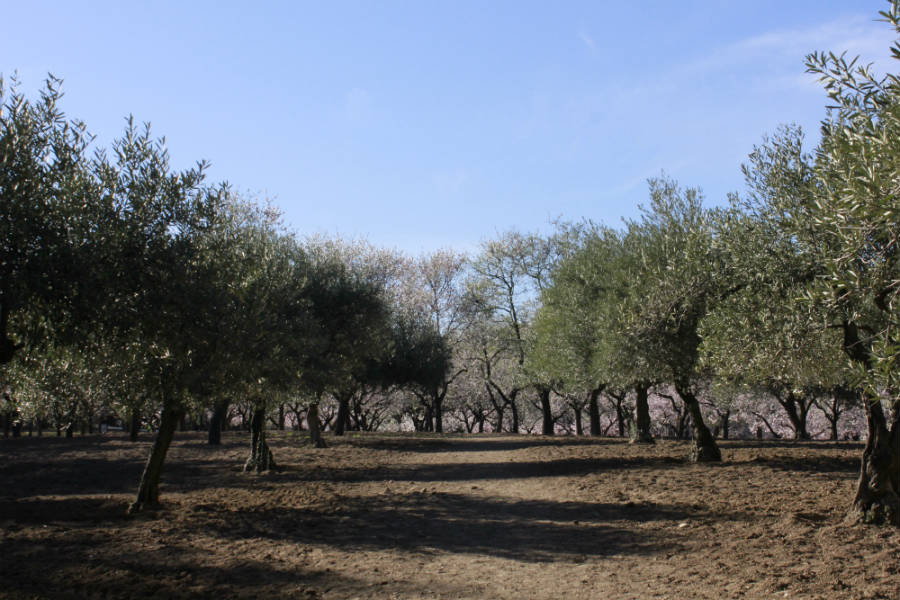 La Junta inicia en Córdoba un proyecto de agricultura inteligente de olivar y almendro