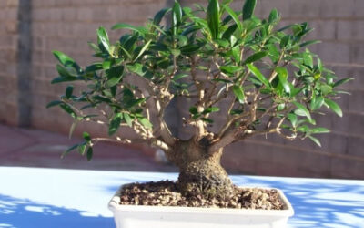 ¡Estamos de estreno!