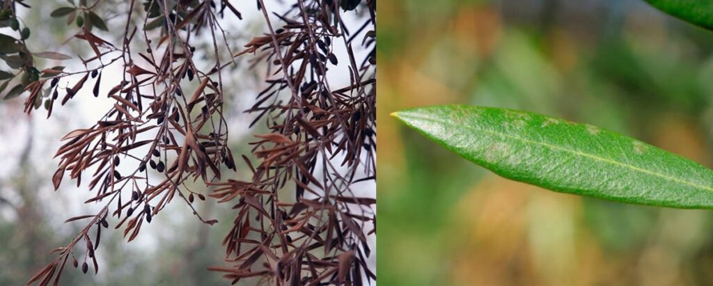 xylella fastidiosa y tratamientos fitosanitarios
