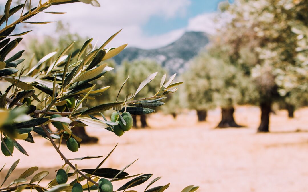 El anticipo de la PAC disponible antes de la campaña de aceituna