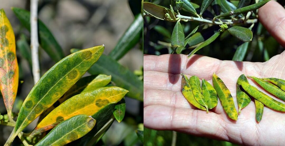 El Repilo, enfermedades del olivo