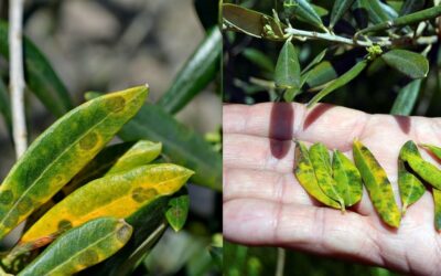 El Repilo, enfermedades del olivo