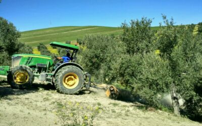 Calendario del olivo