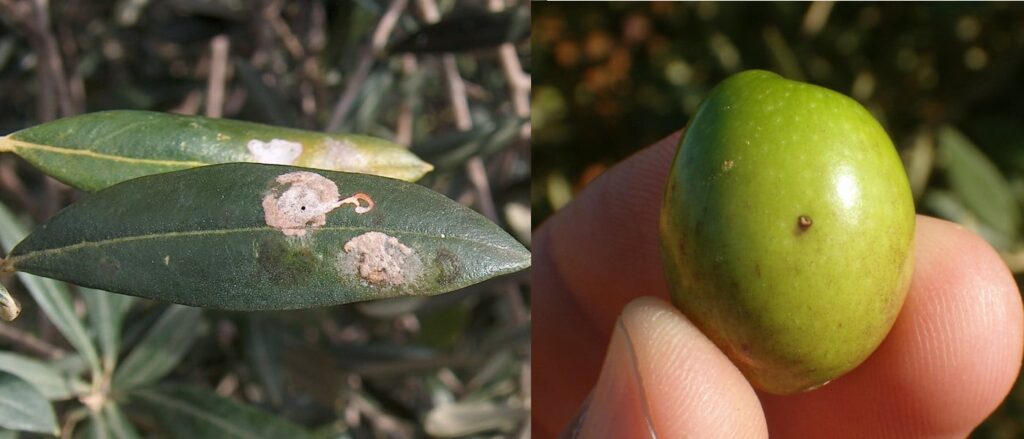 prays o mosca del olivo