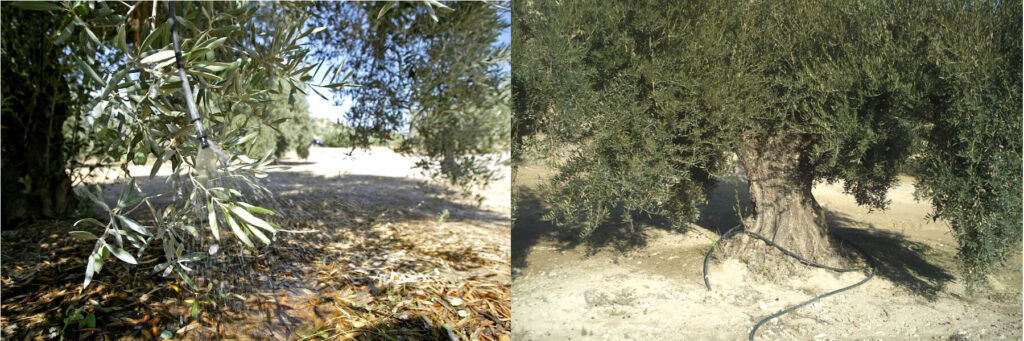 riego en el olivar