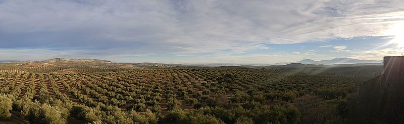 Panoramica olivar