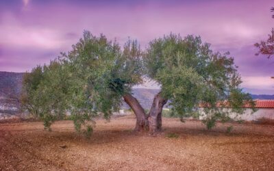 Aspectos clave a tener en cuenta a la hora de la compra venta de un olivar