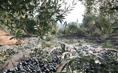 Los cuidados al olivo después de la campaña de aceituna