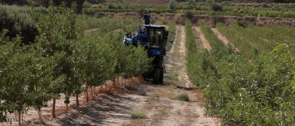 cultivo intensivo almendros