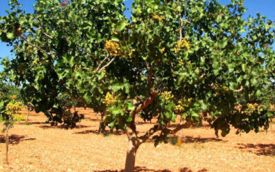 ¿Cómo sembrar pistachos? Todo lo que tienes que saber de este cultivo en auge