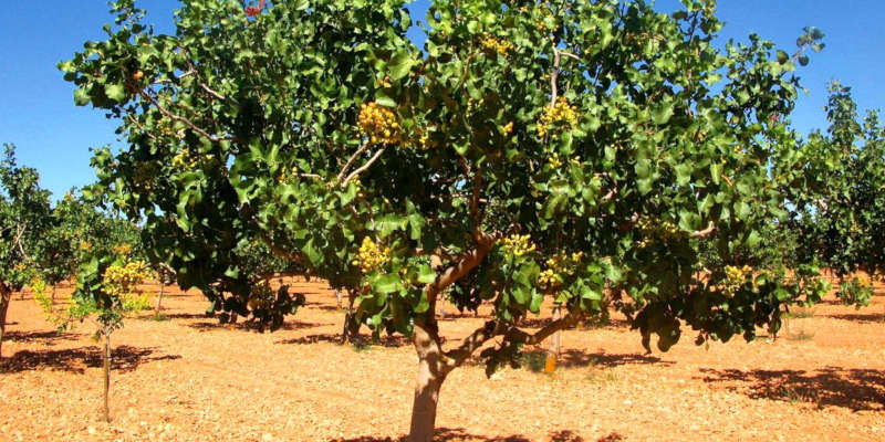 ¿Cómo sembrar pistachos? Todo lo que tienes que saber de este cultivo en auge