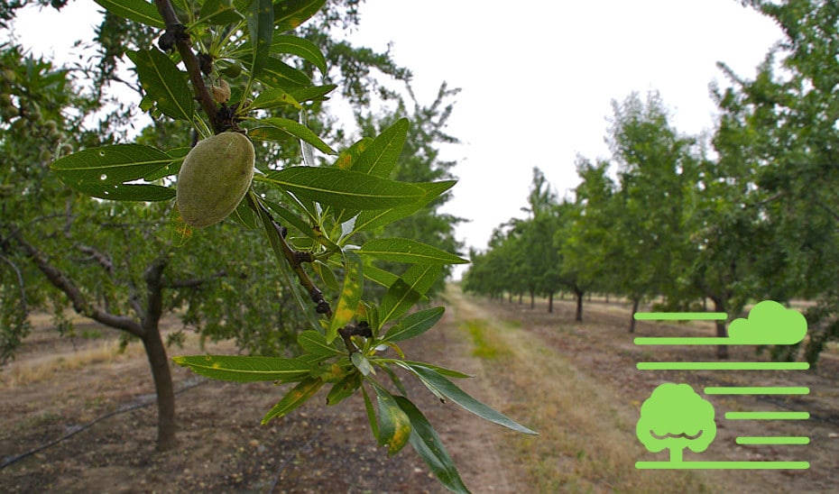 olicloud y almendros