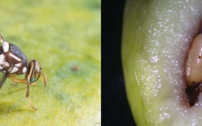 Control de plagas y enfermedades del olivo
