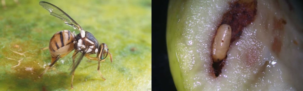 Control de plagas y enfermedades del olivo