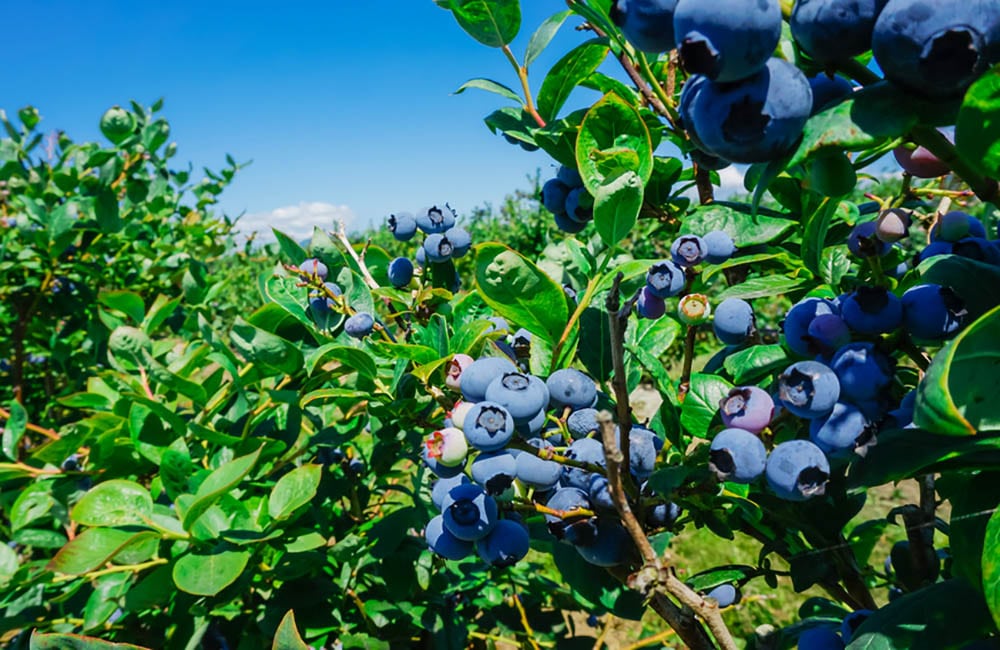 rentabilidad de los frutos rojos