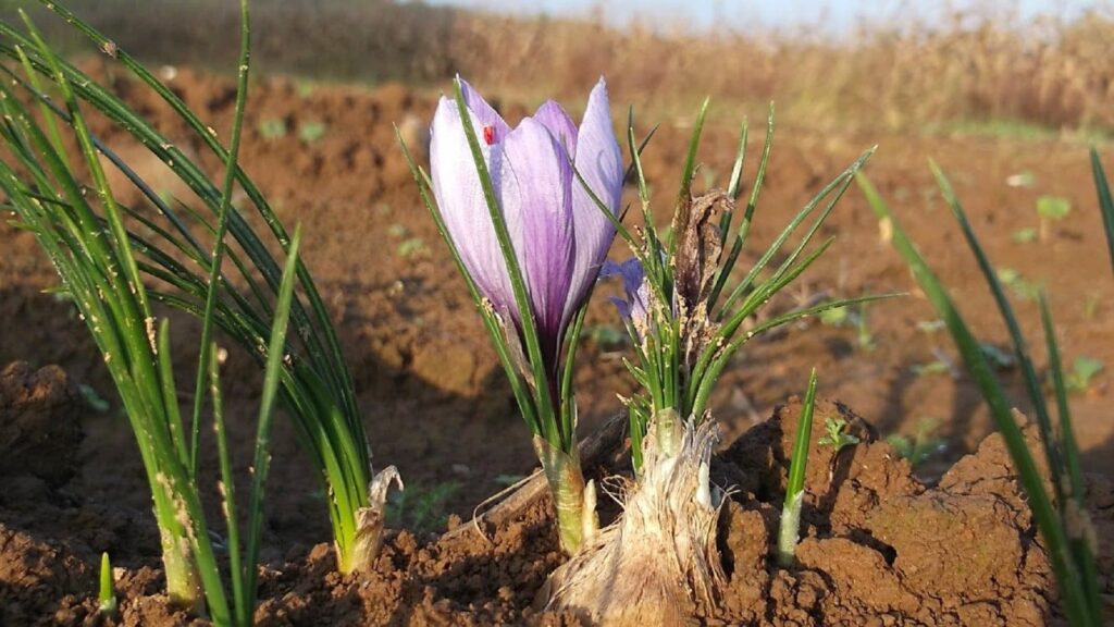 rentabilidad del azafrán