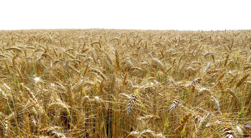 rentabilidad del cereal