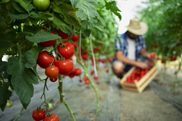joven agricultor recolectando tomates