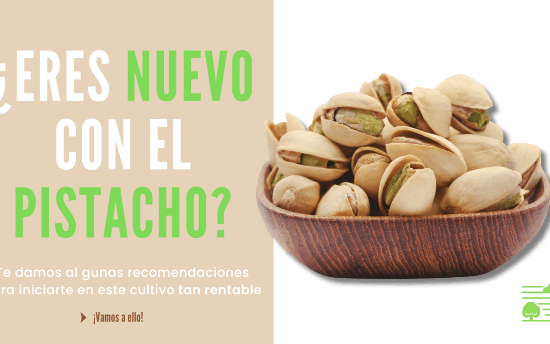 ¡Prepárate para volverte loco! Cómo cultivar pistachos a lo profesional