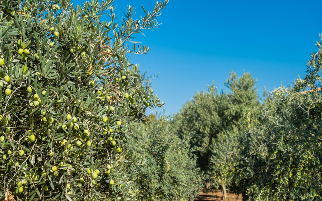 gestión de olivar desde el móvil